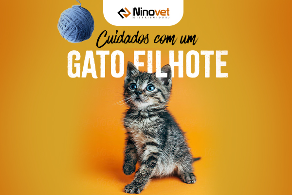 gato filhote blog Ninovet Distribuidora