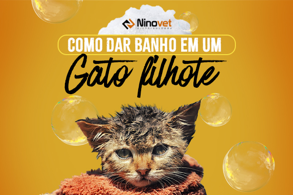 banho gato blog Ninovet Distribuidora